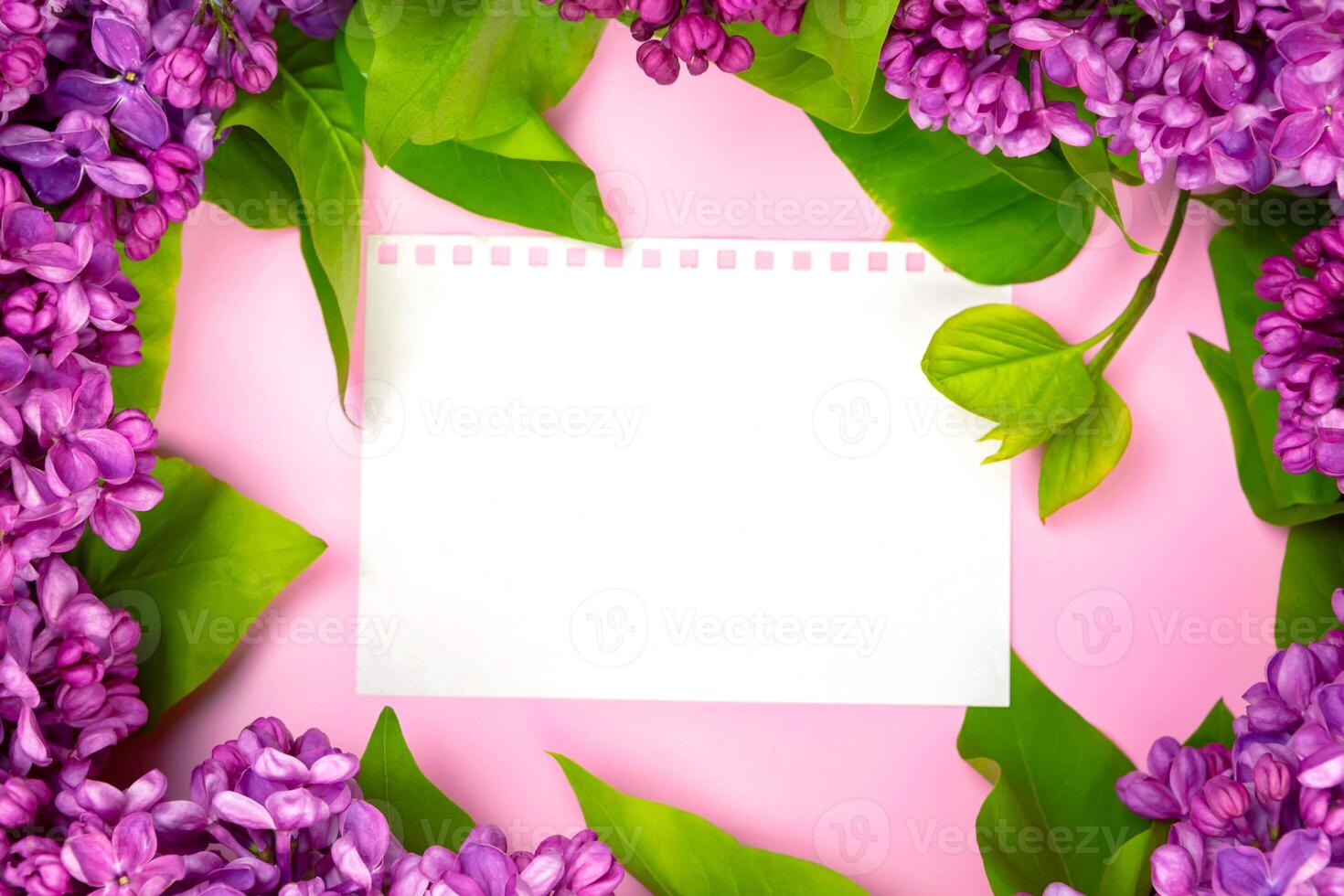 beautiful dark purple fresh lilac on the pink background, purple background photo