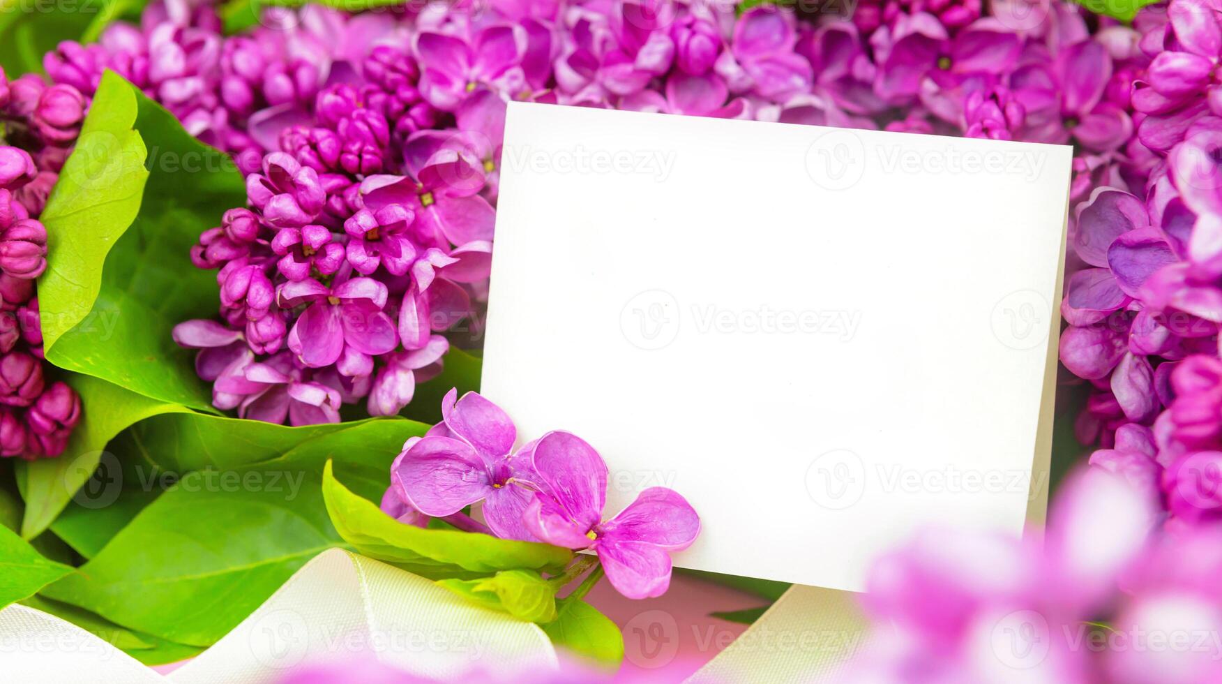 beautiful dark purple fresh lilac on the pink background, purple background photo