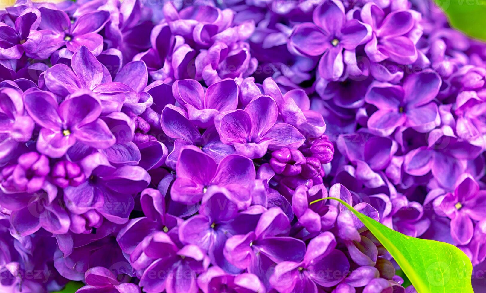 beautiful dark purple fresh lilac on the pink background, purple background, place for text, top view photo