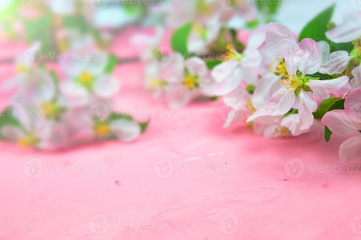 spring flowers of an apple tree on a pink background. photo