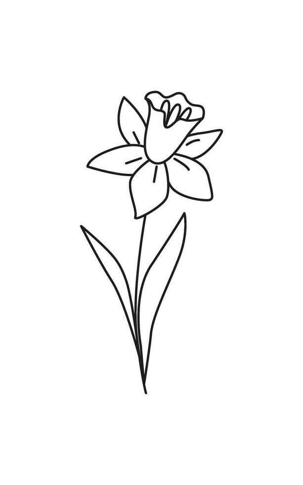 Linear narcissus isolated on white. Linear spring flower. Botanical drawing. Great for greeting cards, backgrounds, tattoo. Woman's day, mother's day, wedding. Line art. Coloring book. vector