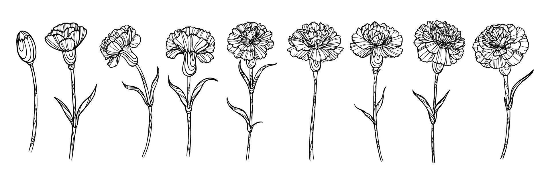 Hand drawn carnations flowers set. Outline vector illustration.