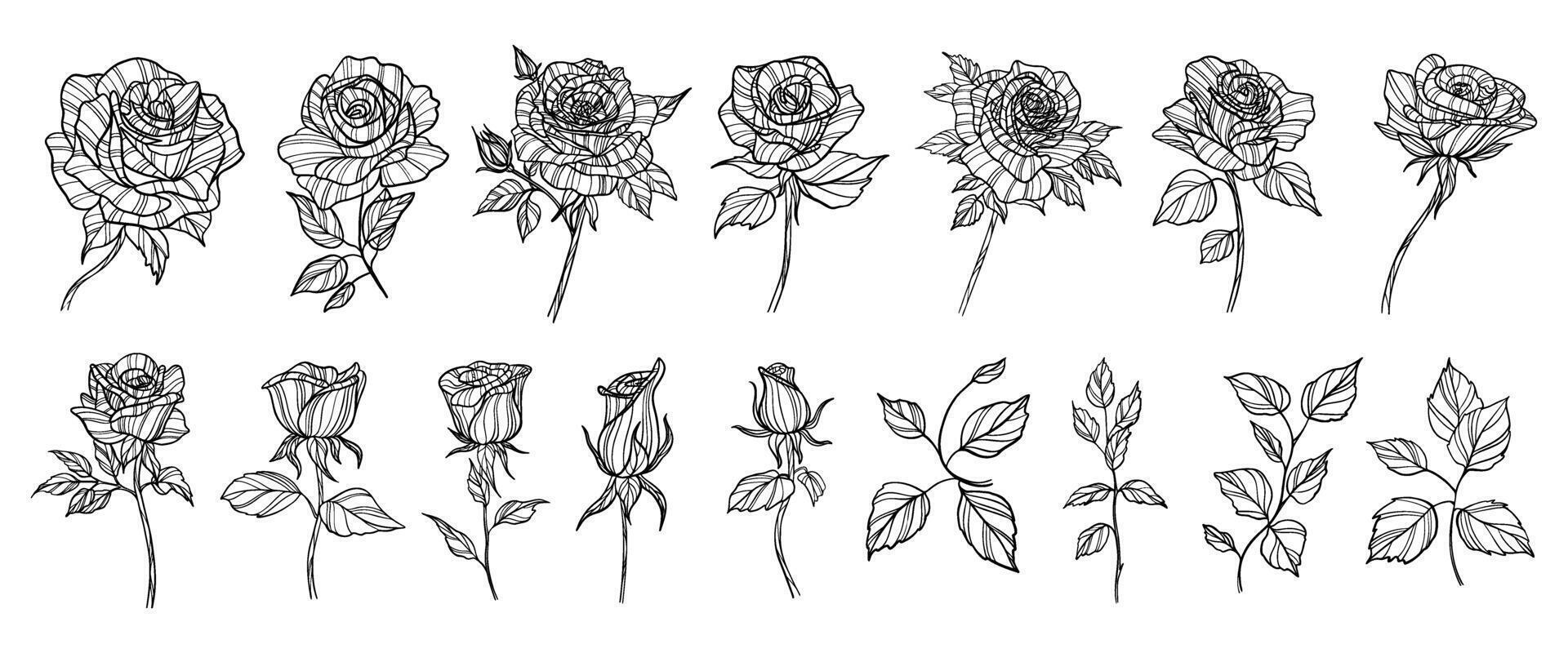 Set of hand drawn rose flowers. Outline vector illustration.