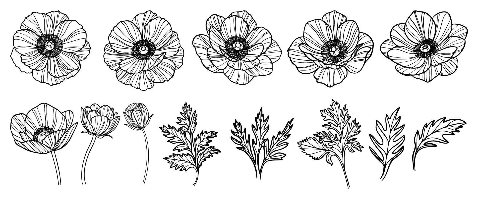 Set of anemone flowers vector