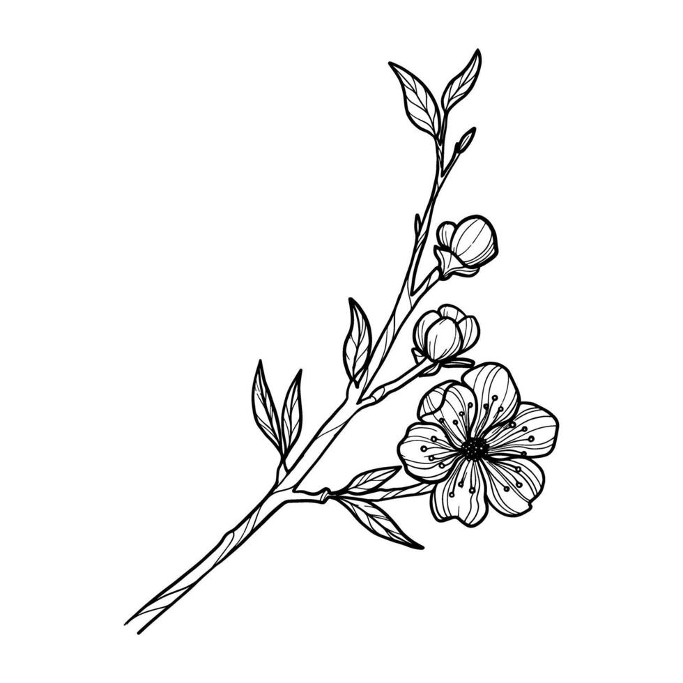 Sakura branch hand drawn, line art vector illustration