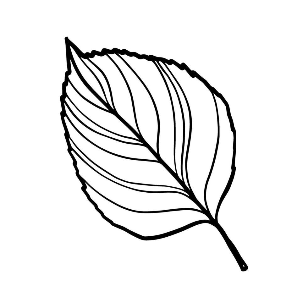 illustration of a leaf vector