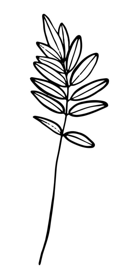 Hand drawn vector illustration of branch on white background