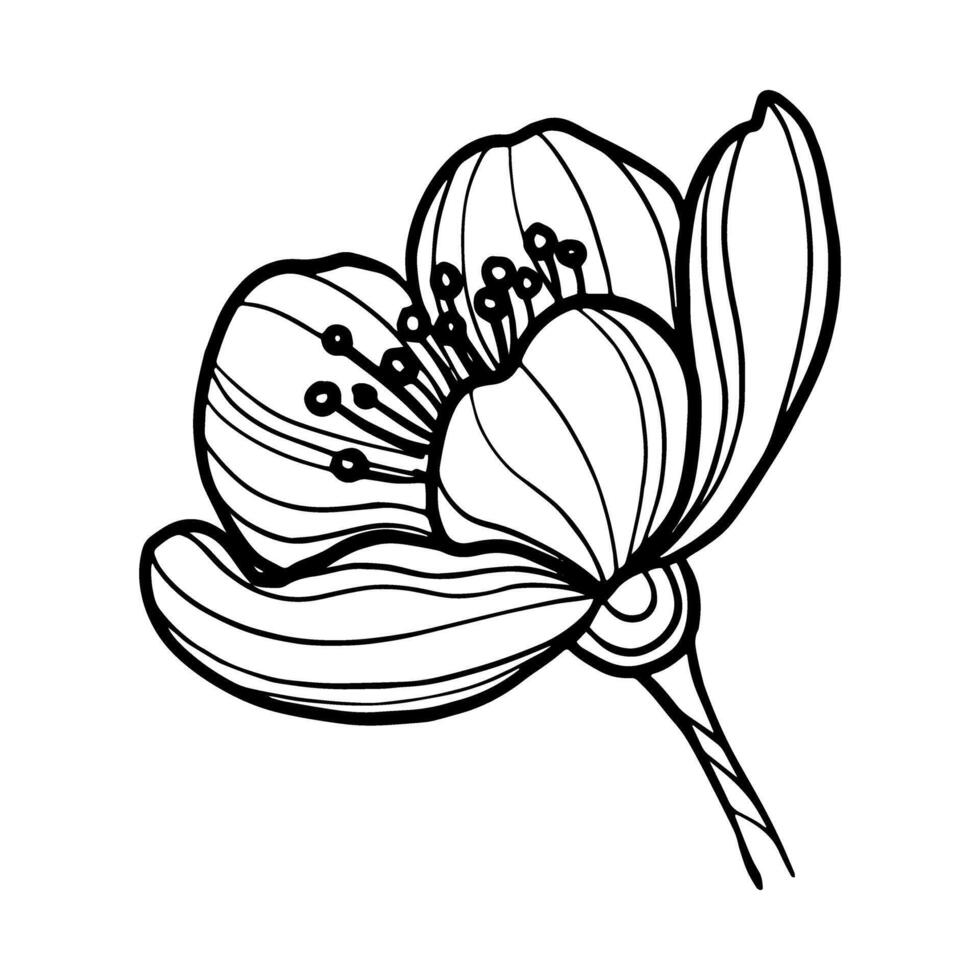 hand drawn sketch of spring flowers vector