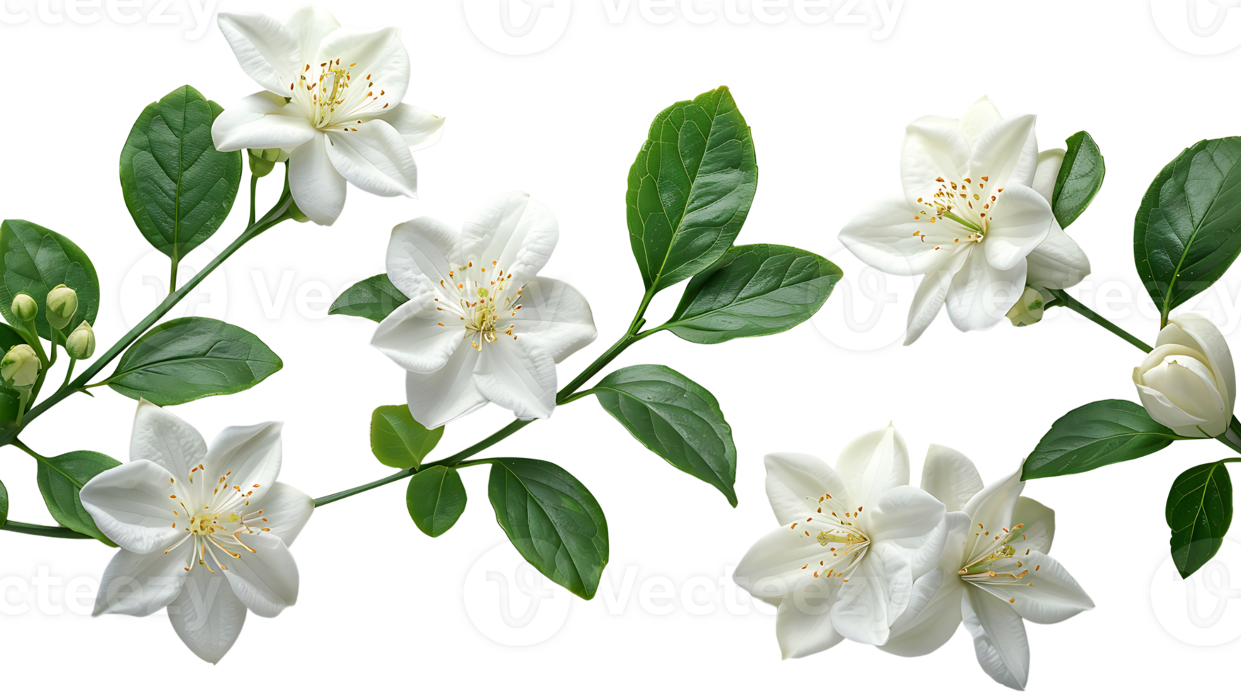 AI generated Jasmine flowers on a transparent background png