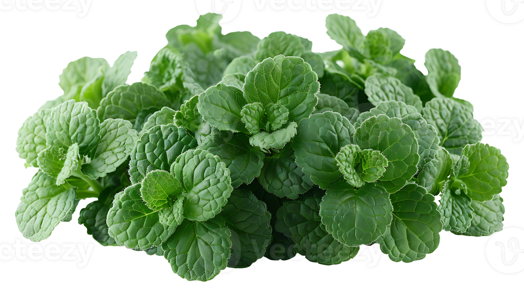 AI generated Medicinal plants catnip on a transparent background png