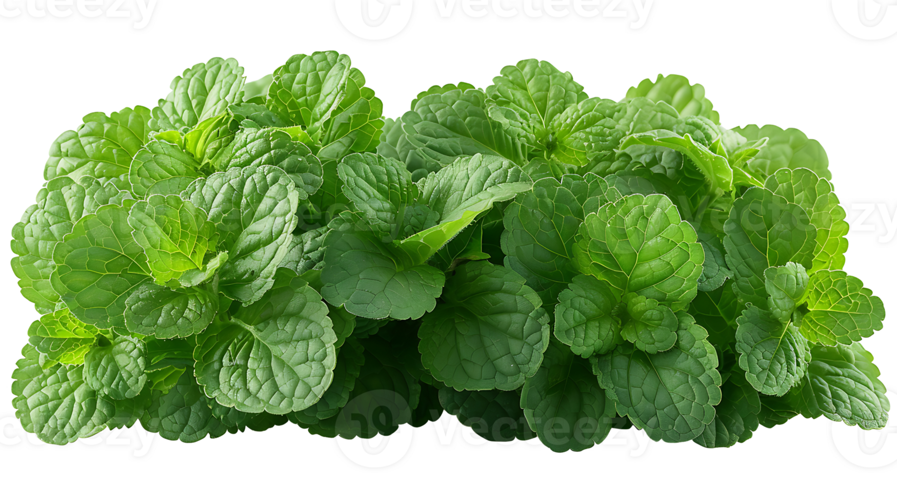 AI generated Medicinal plants lemon balm on a transparent background png