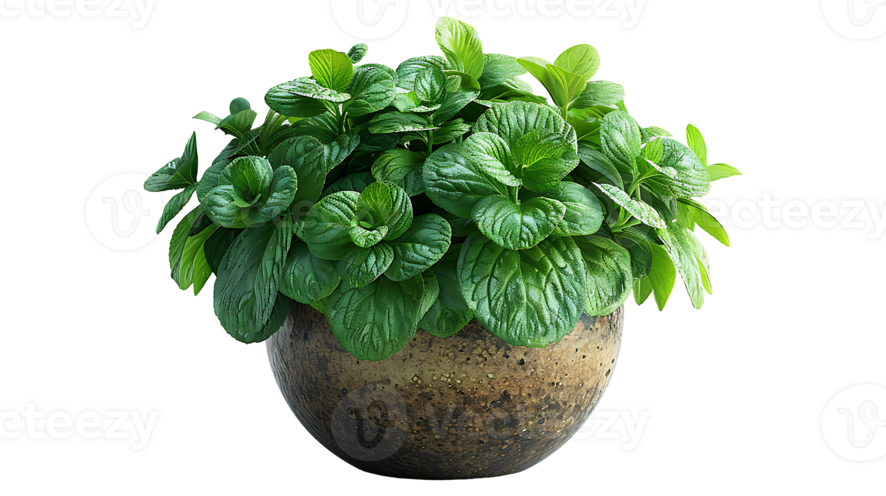 AI generated Medicinal plants lemon balm in a pot on a transparent background png