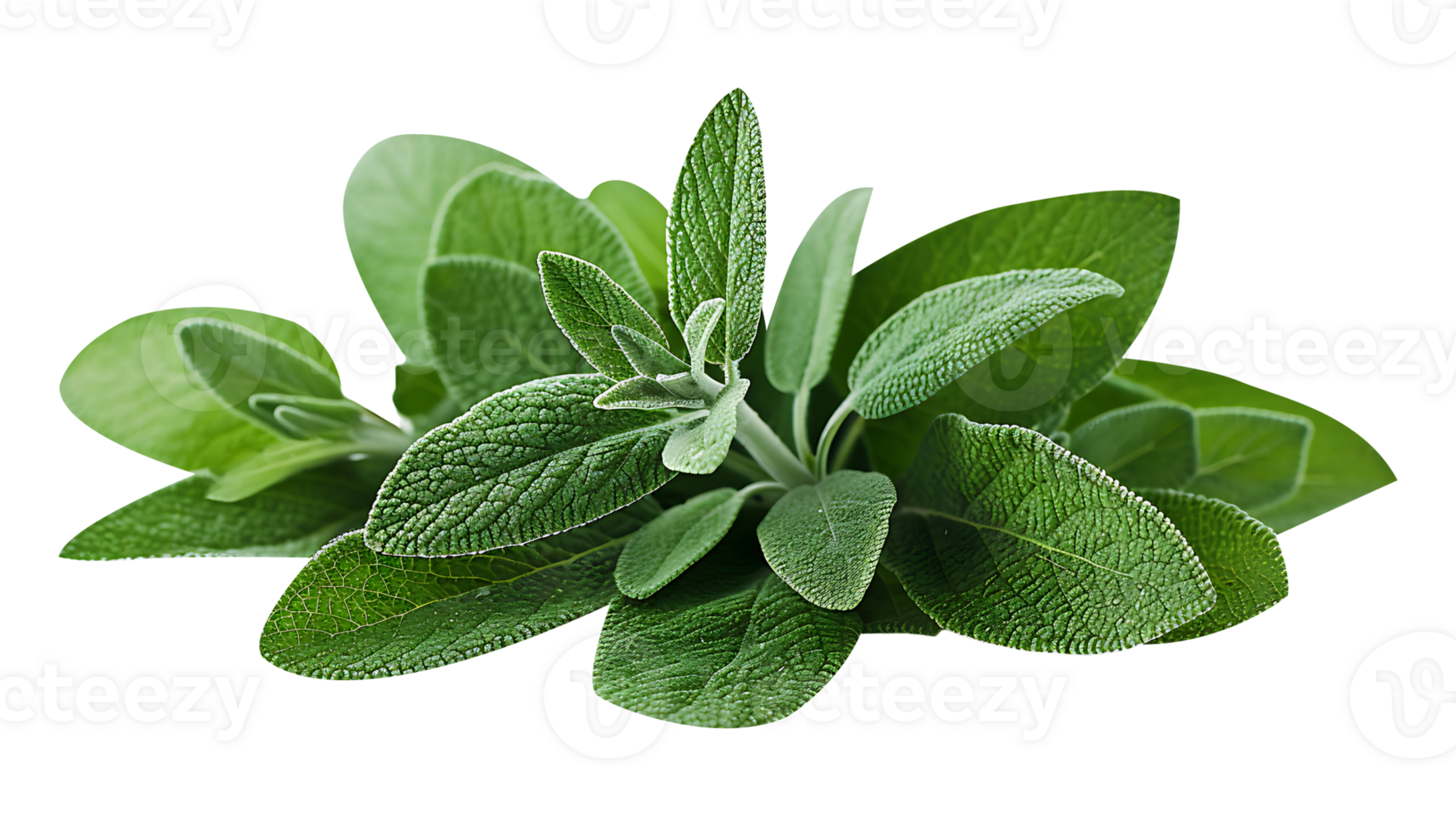 AI generated Fresh sage plant in a pot on a white background png