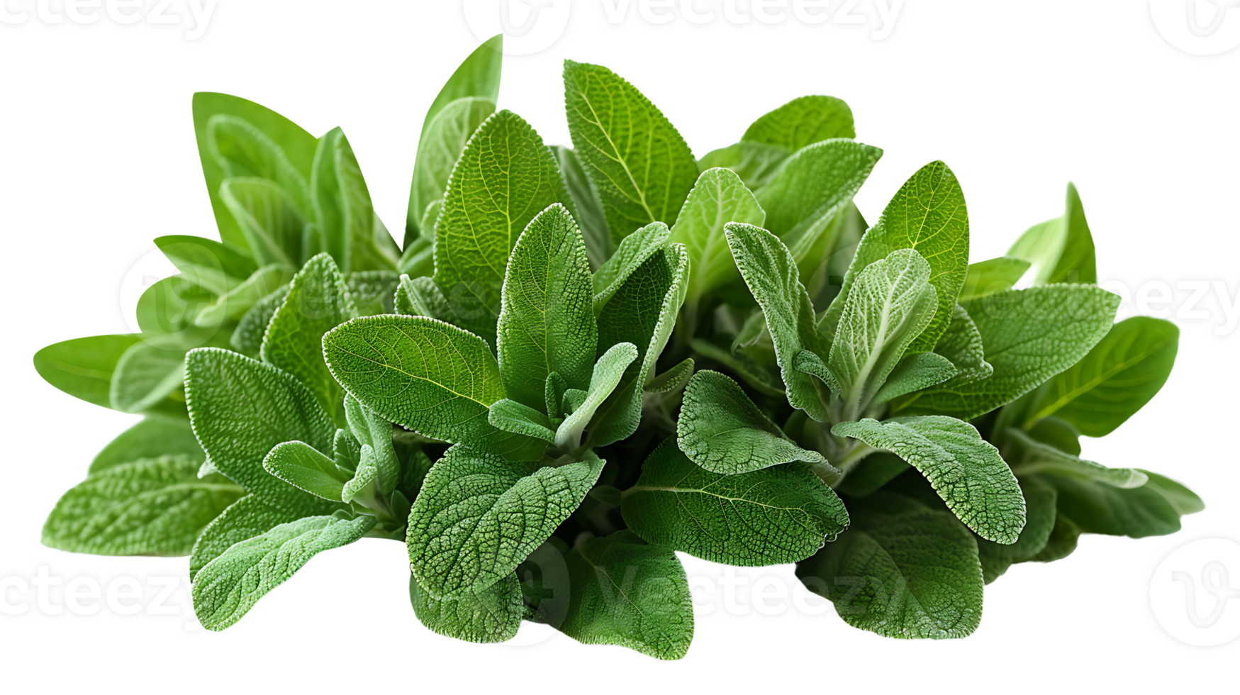 AI generated Fresh sage plant in a pot on a white background png