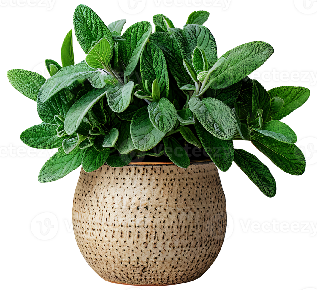 AI generated Fresh sage plants in a pot on a transparent background png