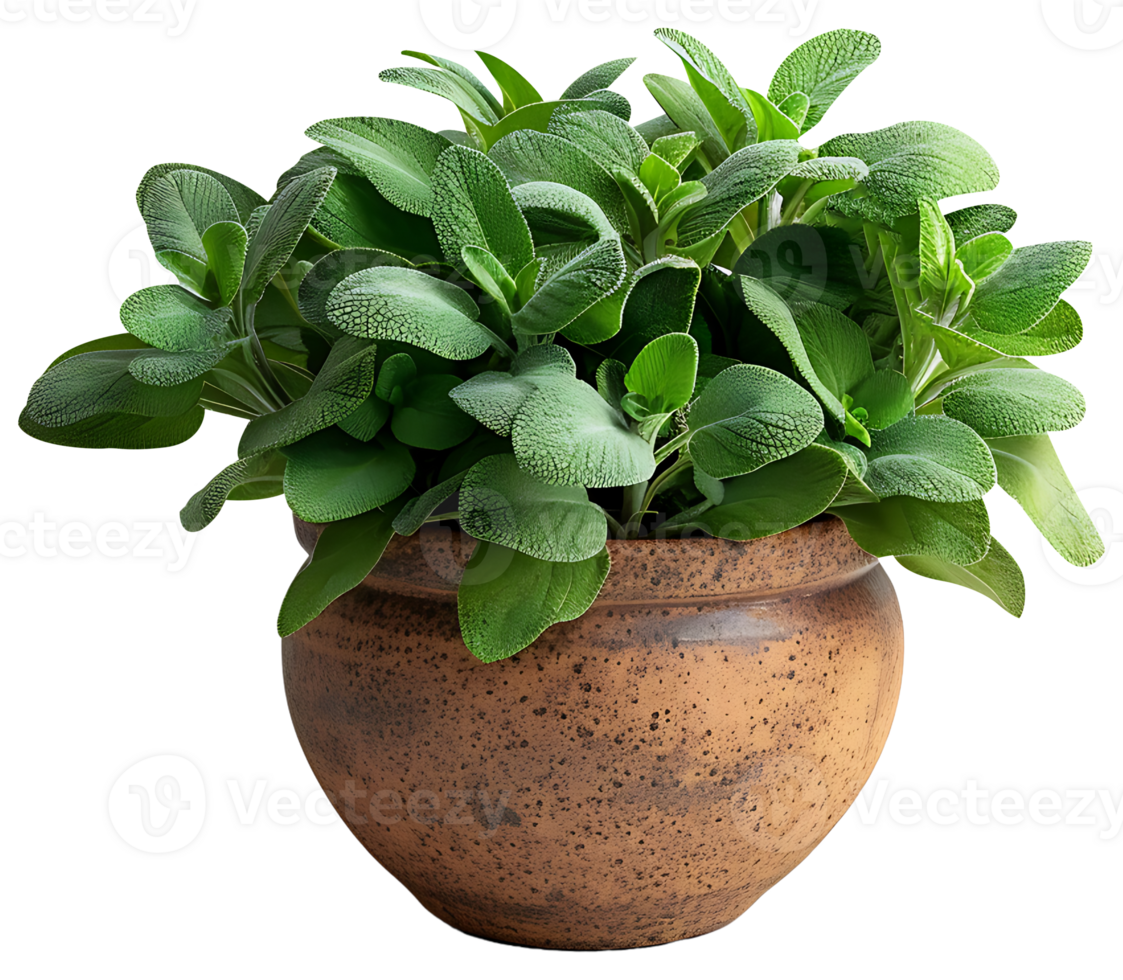 AI generated Fresh sage plants in a pot on a transparent background png