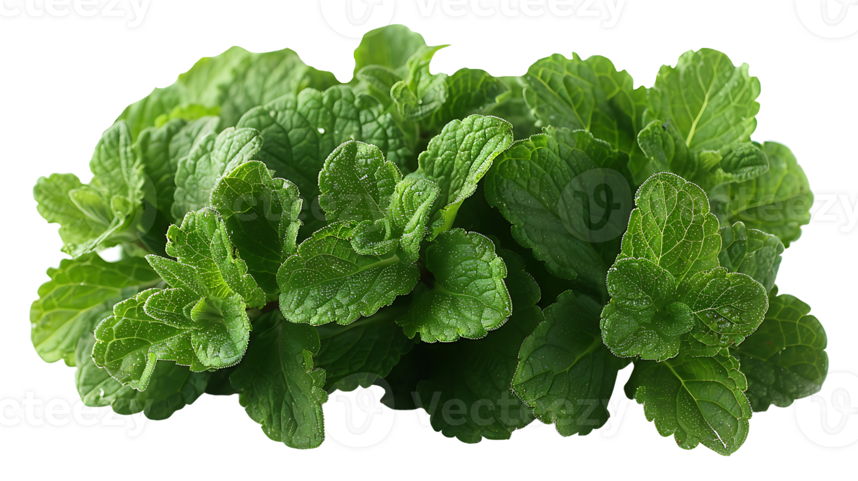 AI generated Medicinal plants lemon balm on a transparent background png