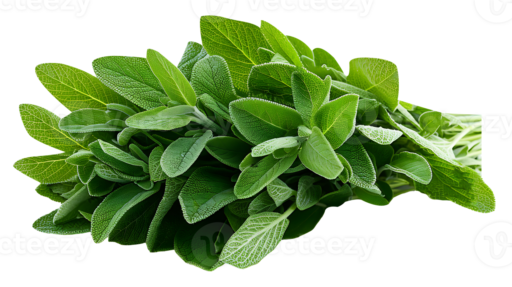 AI generated Fresh sage plant in a pot on a white background png