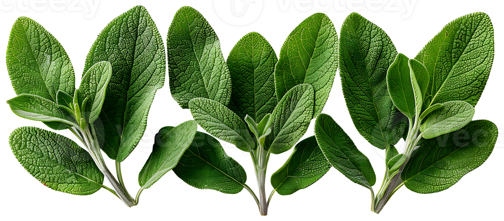 AI generated Fresh sage plant in a pot on a white background png