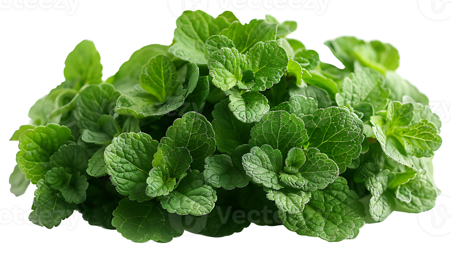 AI generated Medicinal plants catnip on a transparent background png