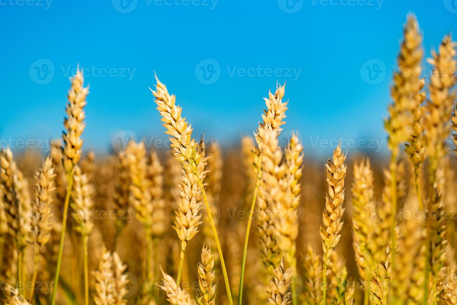 Golden wheat against blue sky. Colorful picture. Closeup. photo