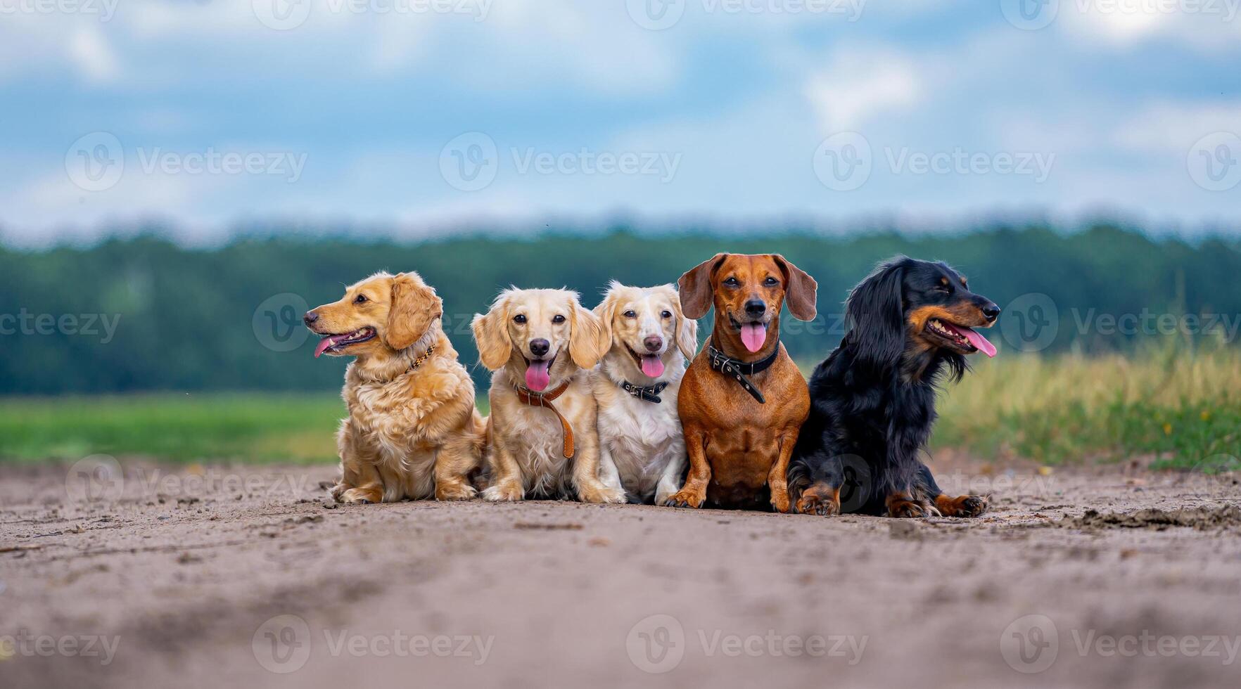 Five cute small dogs are posing on nature background. Blurred background. Pets and animals. photo