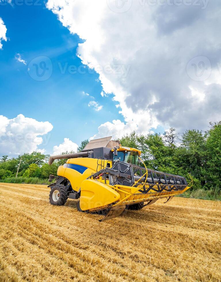 Yellow grain harvesting combine in a sunny day. Yellow field with grain. Agricultural technic works in field. Closeup. photo