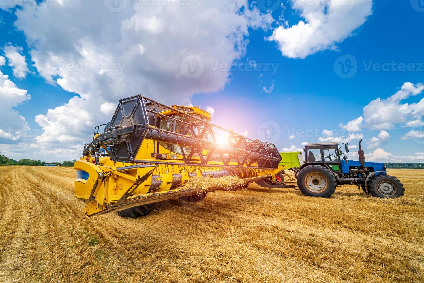 Grain harvesting combine in a sunny day. Yellow field with grain. Agricultural technic works in field. photo