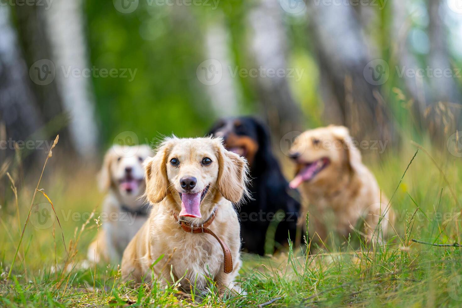 pequeño raza perros corriendo exterior. contento caminar de perros. perros en naturaleza fondo pequeño razas foto