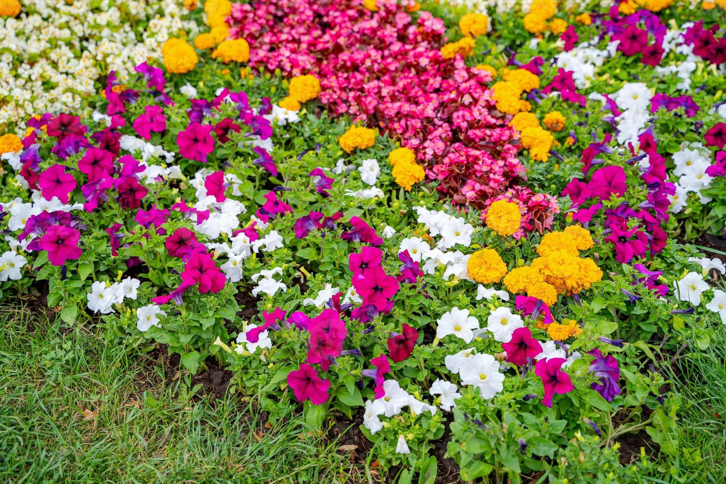 Lush flower beds in the summer garden. A bright sunny day.Wide photo. photo