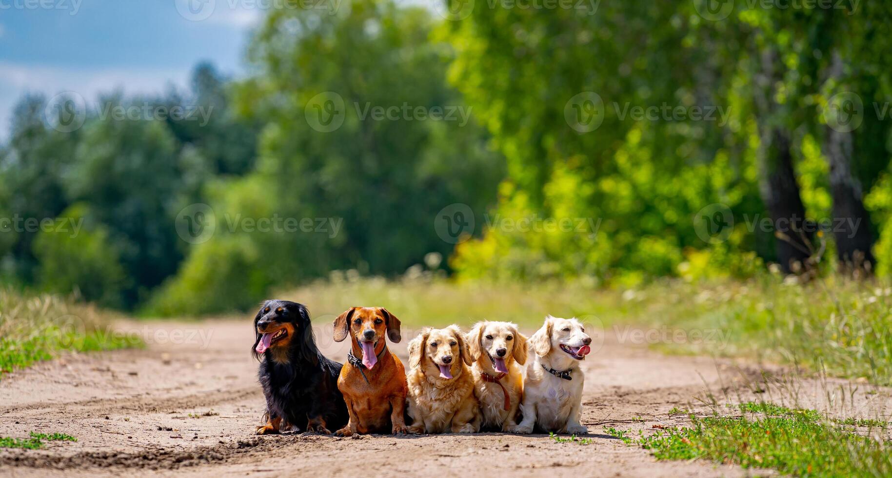 Different dog breeds. Looking straightforward. Green grass background. photo