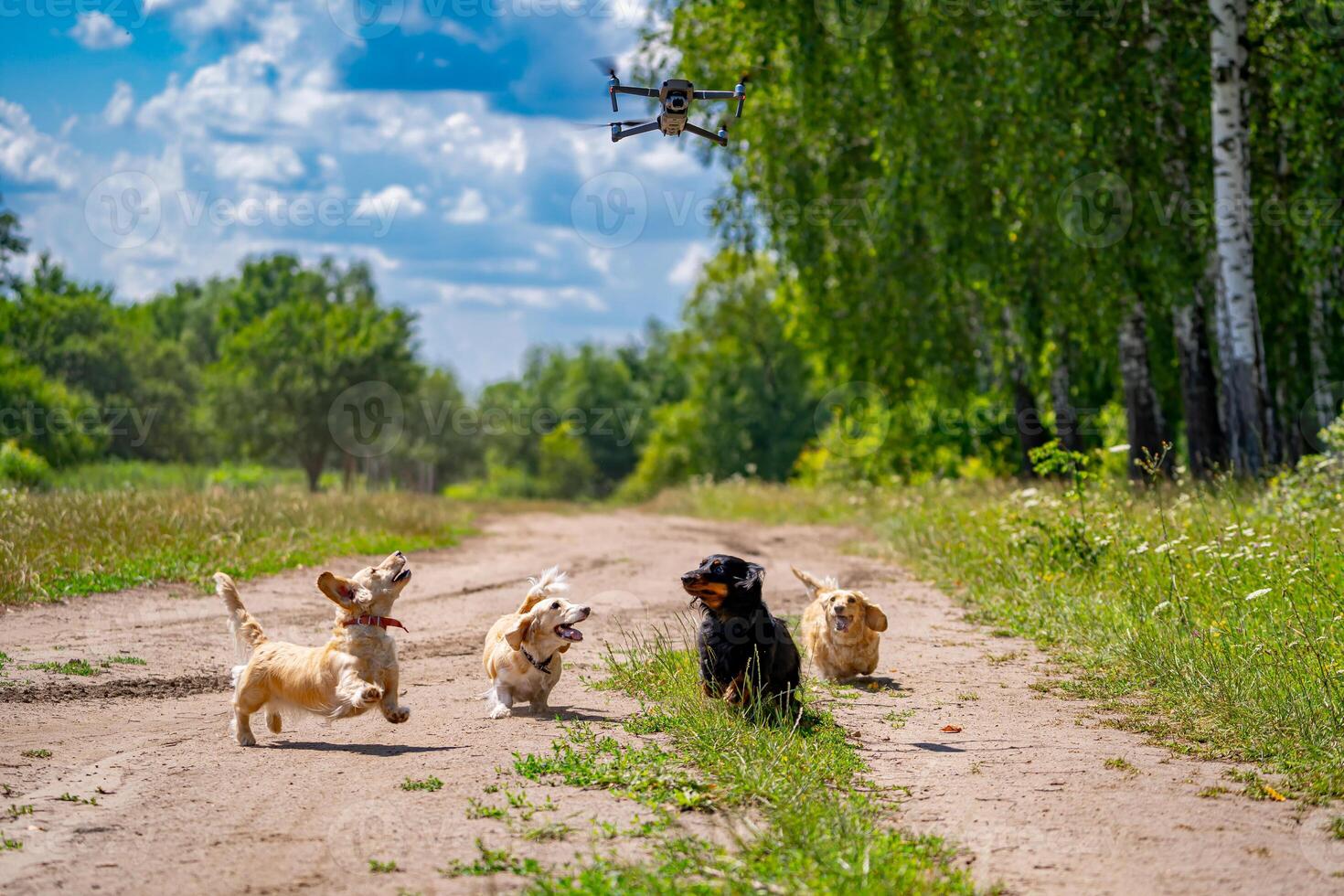 pequeño raza perros son caminando exterior. cuatro perros en verde naturaleza antecedentes. foto