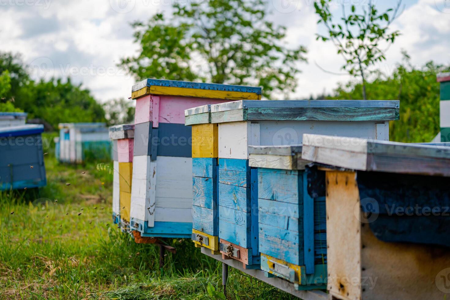 volador abejas cerca el colmena. de madera Colmena y abejas. mucho de abejas a el Entrada de Colmena en colmenar. trabajando abejas en tablón. marcos de un Colmena. soleado día es Perfecto hora para coleccionar miel foto