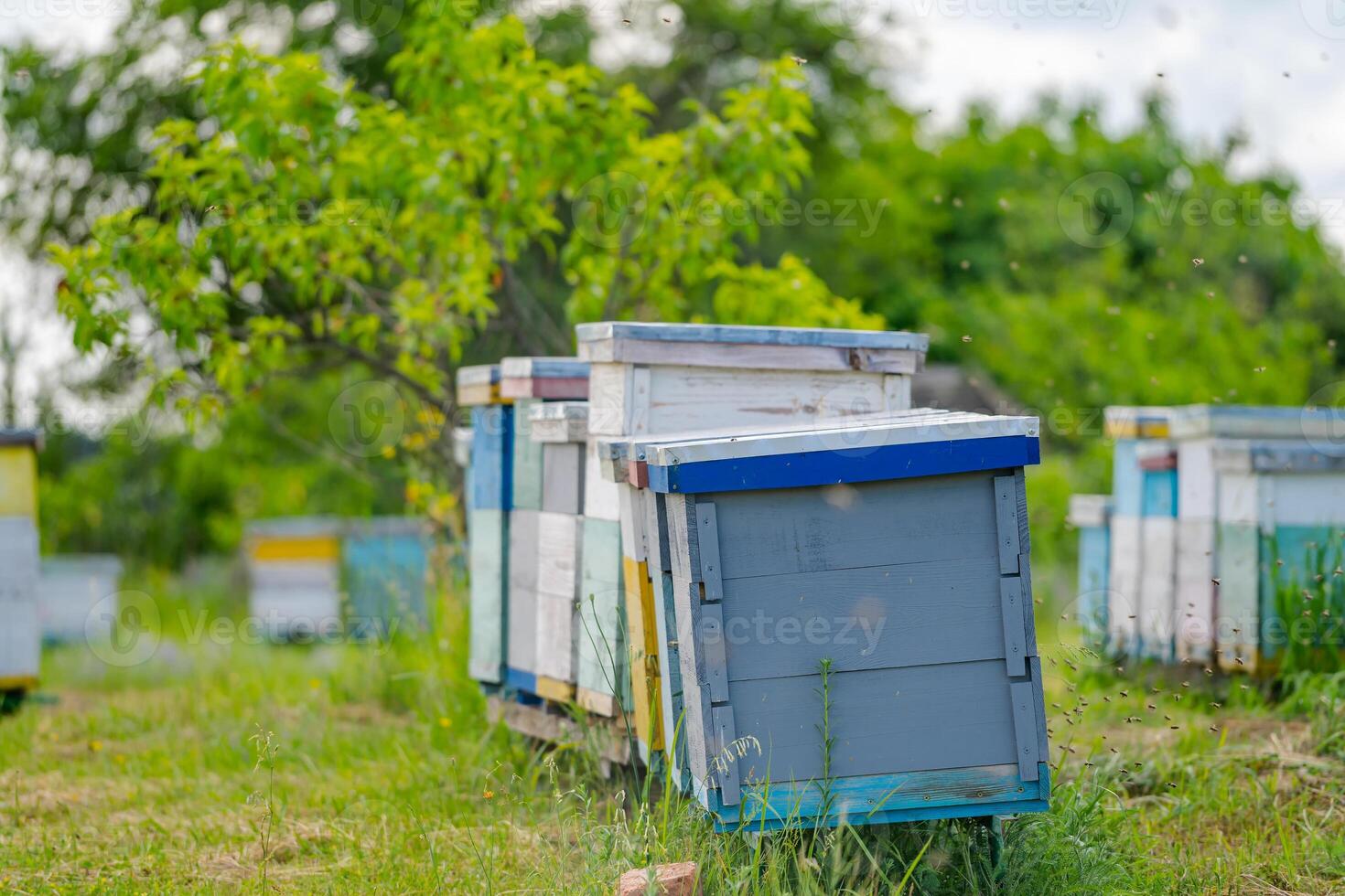 Raw of colorful hives on green meadow. Colorful hives in garden. Bees and honey concept. Apiculture. photo