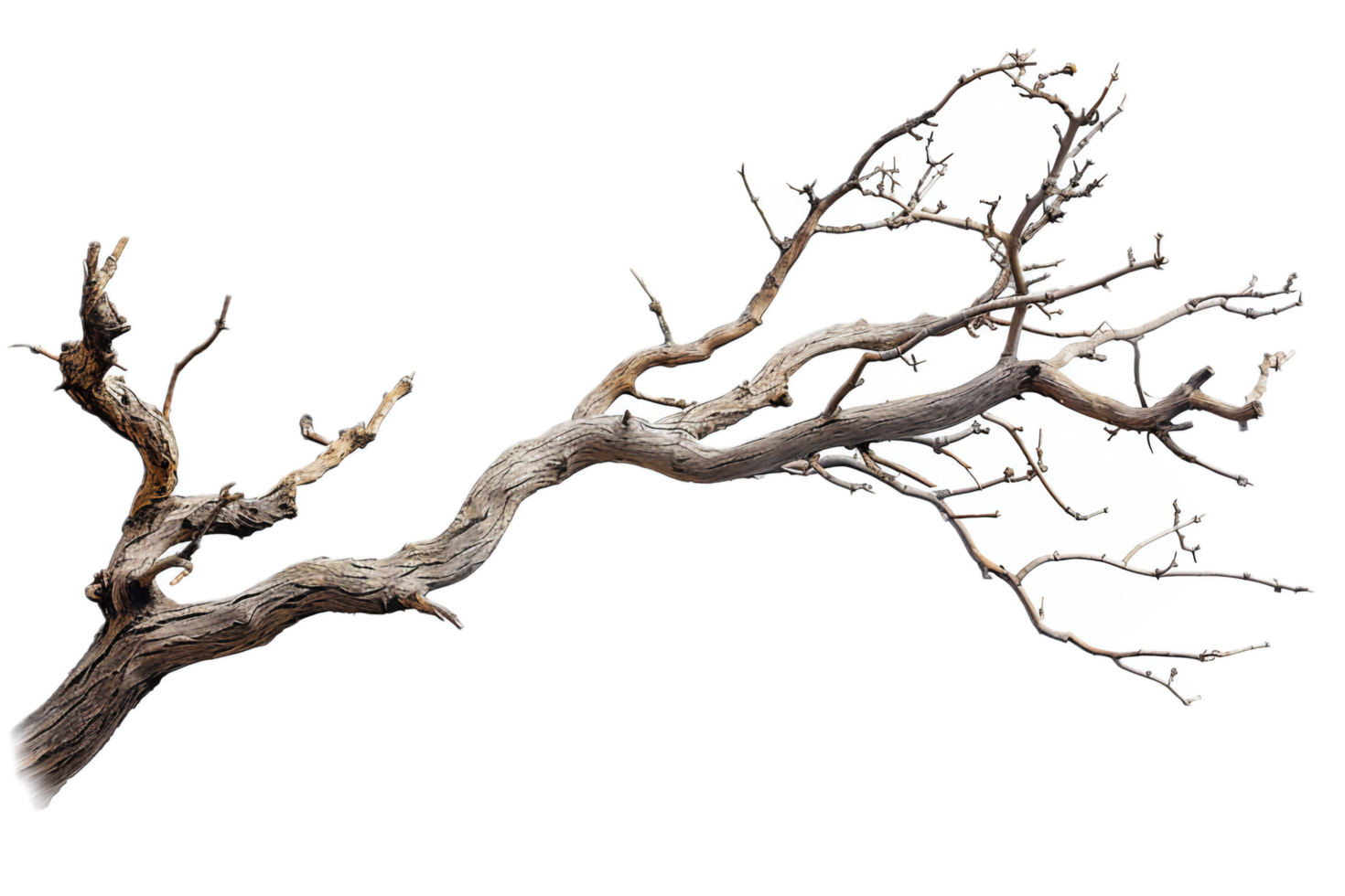 AI generated Driftwood Branch png
