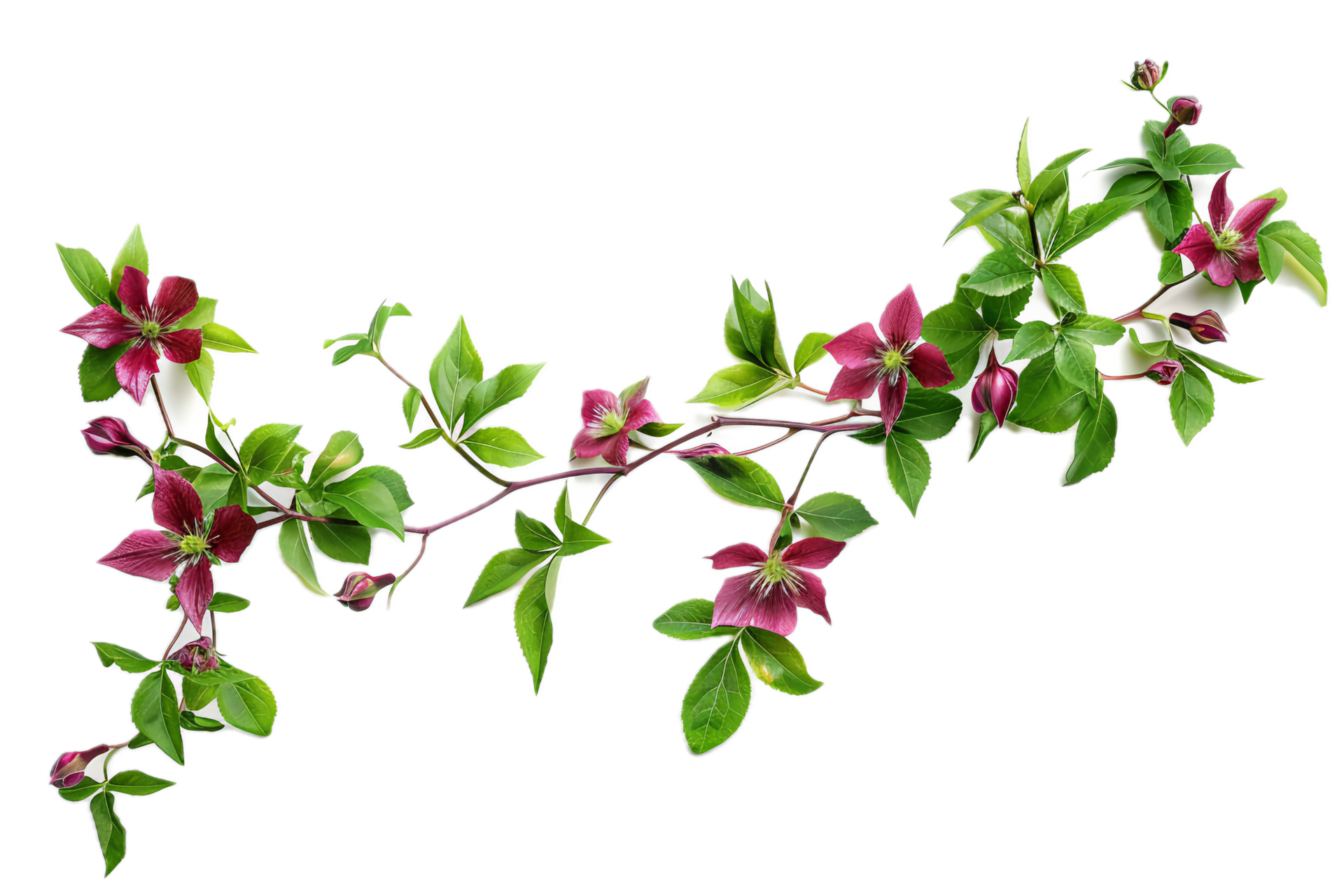 AI Generated Morning Glory Vine With Purple Flowers Png 42148154 PNG Ai generated morning glory vine with purple flowers png 42148154 png