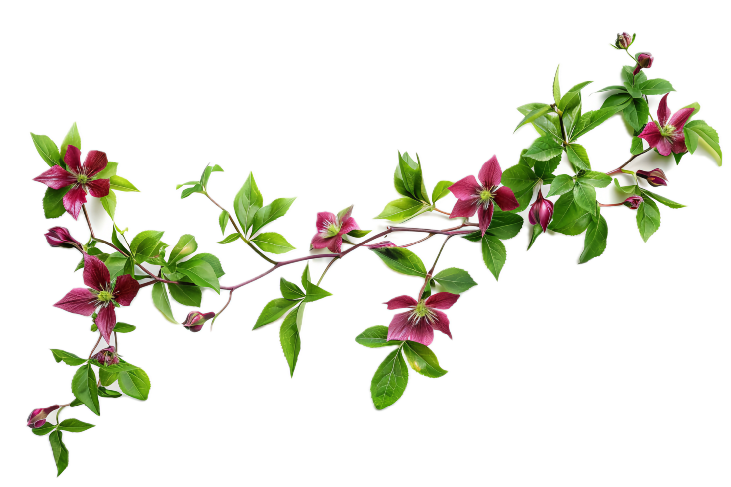 AI generated Morning Glory Vine with Purple Flowers png