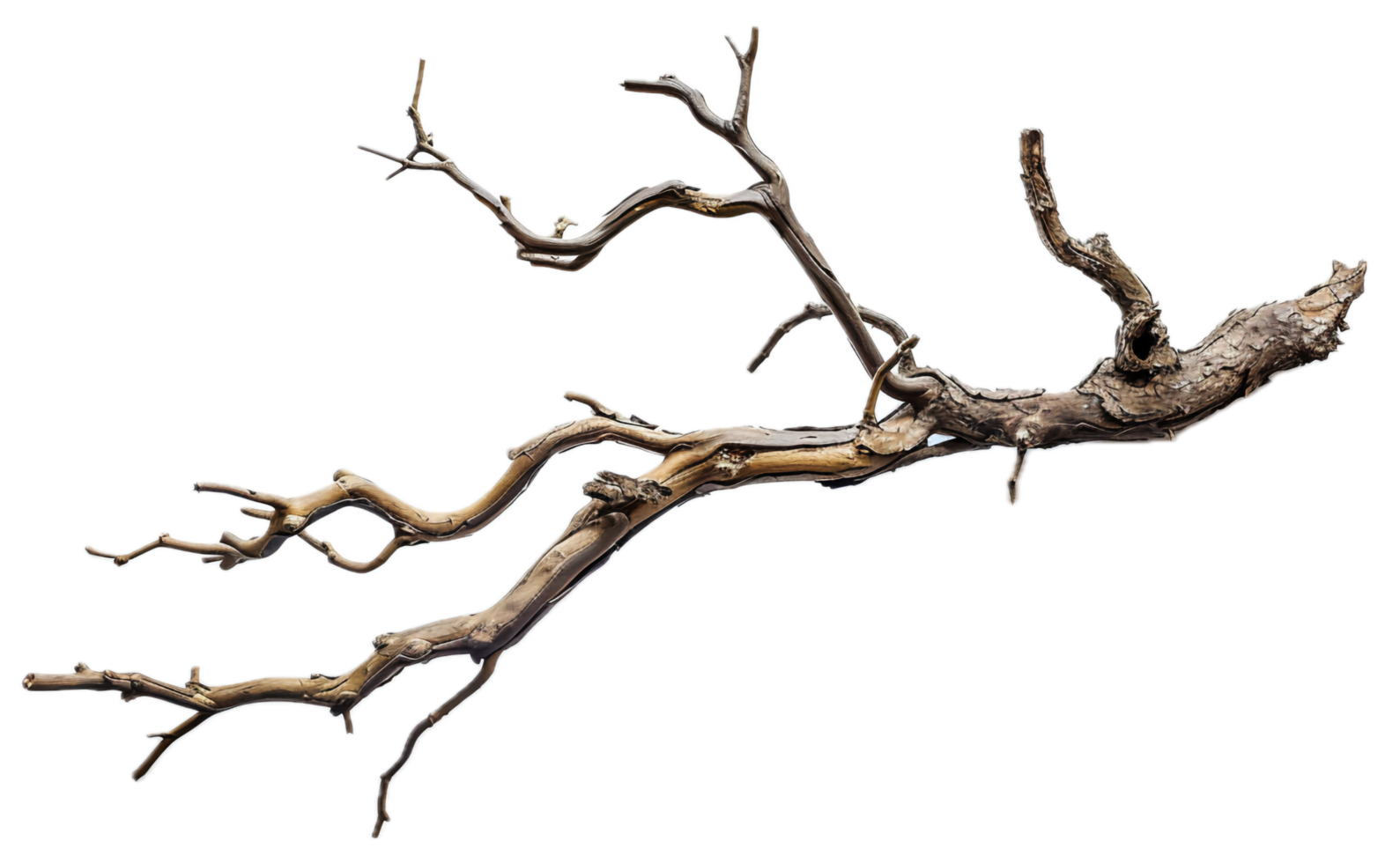 AI generated Driftwood Branch png
