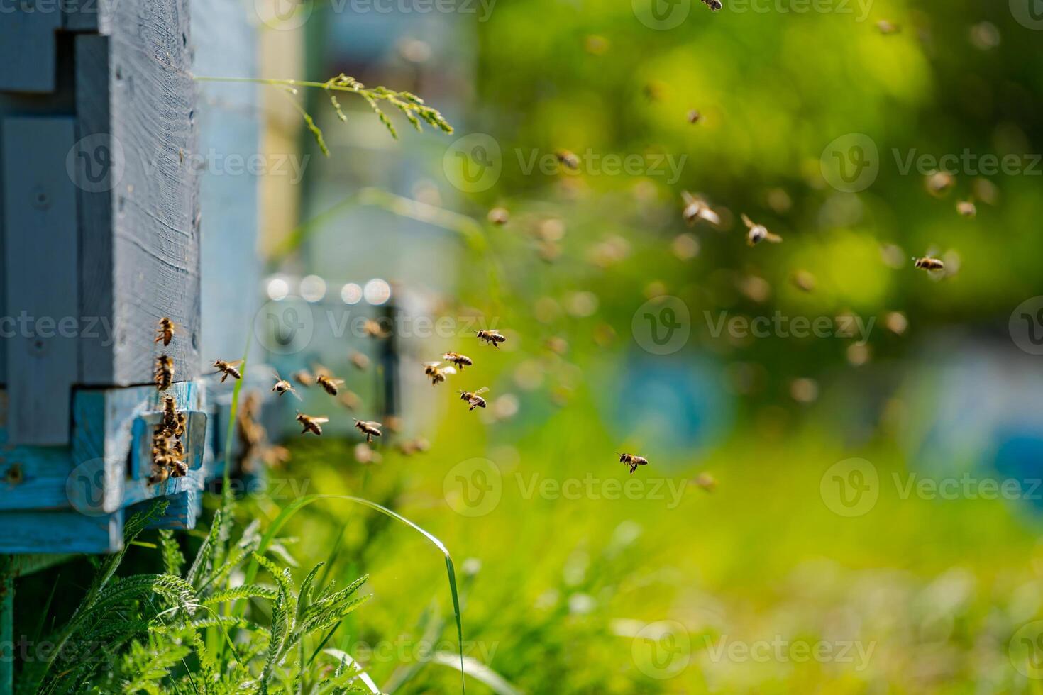 Hives in an apiary with bees flying to the landing boards. Apiculture. Bee smoker on hive. photo