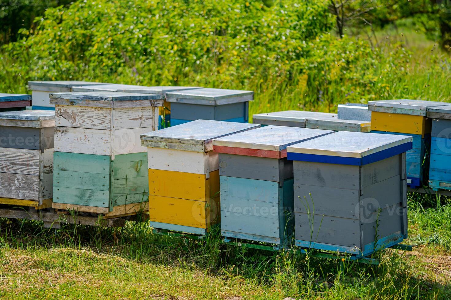 Colorful hives of bees on a meadow in summer. Hives in an apiary with bees flying to the landing boards. Apiculture. Bee smoker on hive. photo