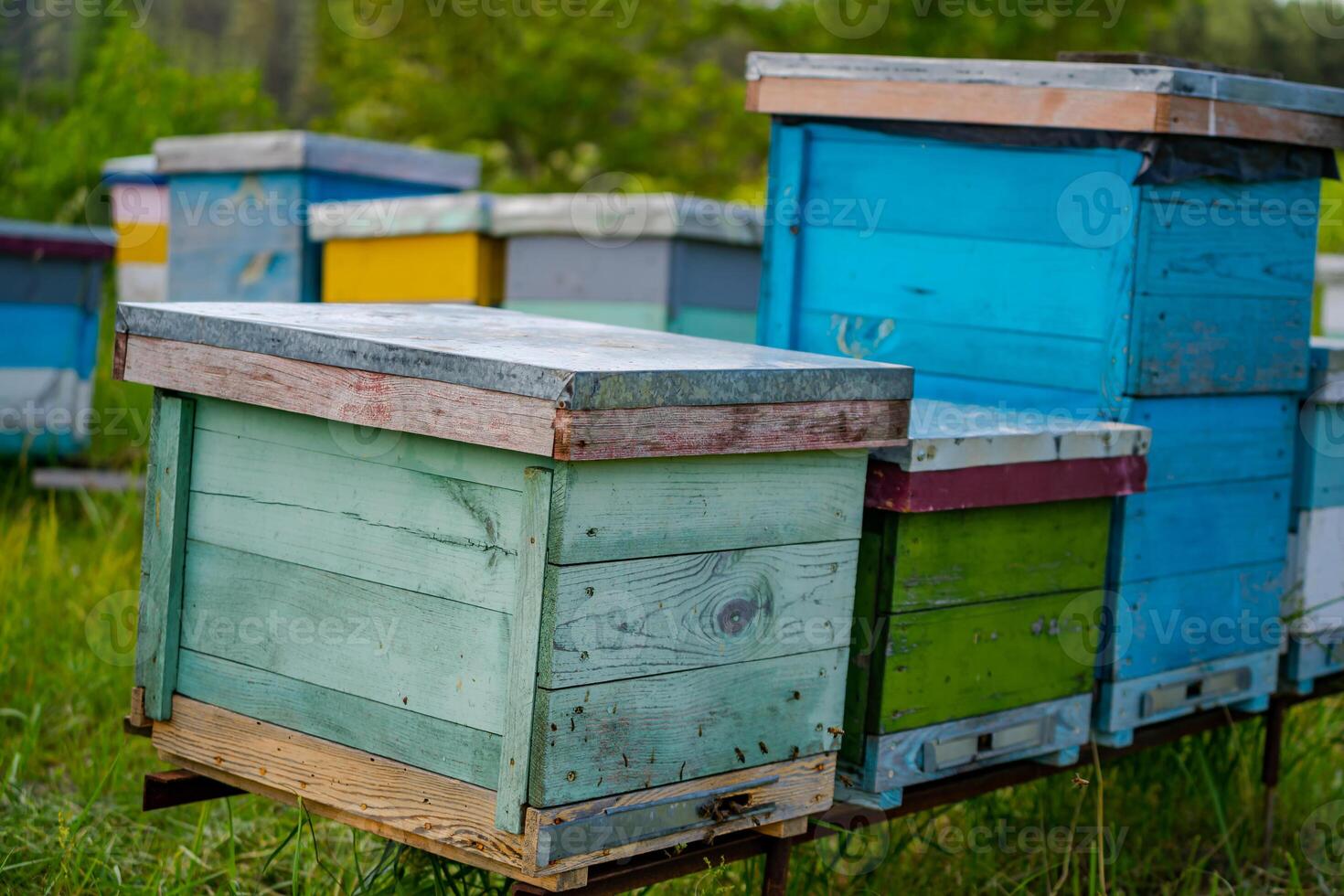 Hives in an apiary. Life of worker bees. Work bees in hive. Apiculture. Bee smoker on hive. photo