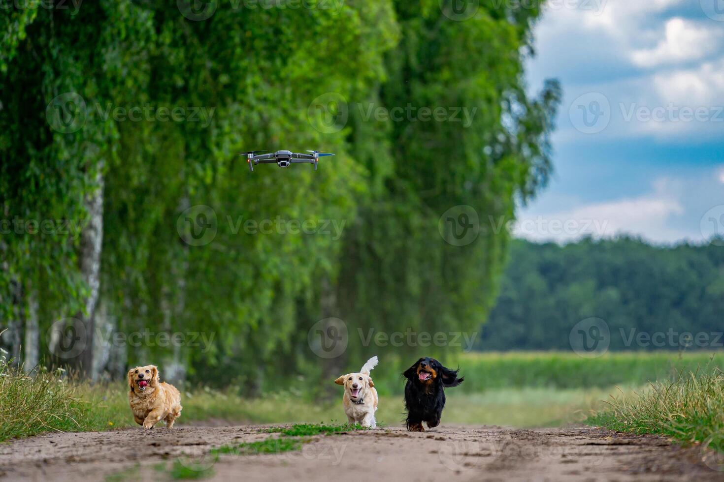 Cheerful and cute group of small breed dogs on nature background. Domestic pets are running to catch dron. photo