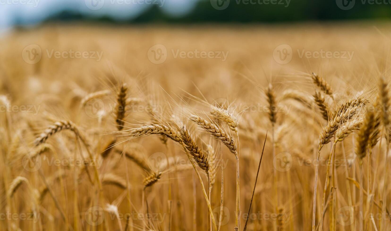 Beautiful photo of dried wheat in sunrays. Blurred background. Gold and blue colors in landscape.