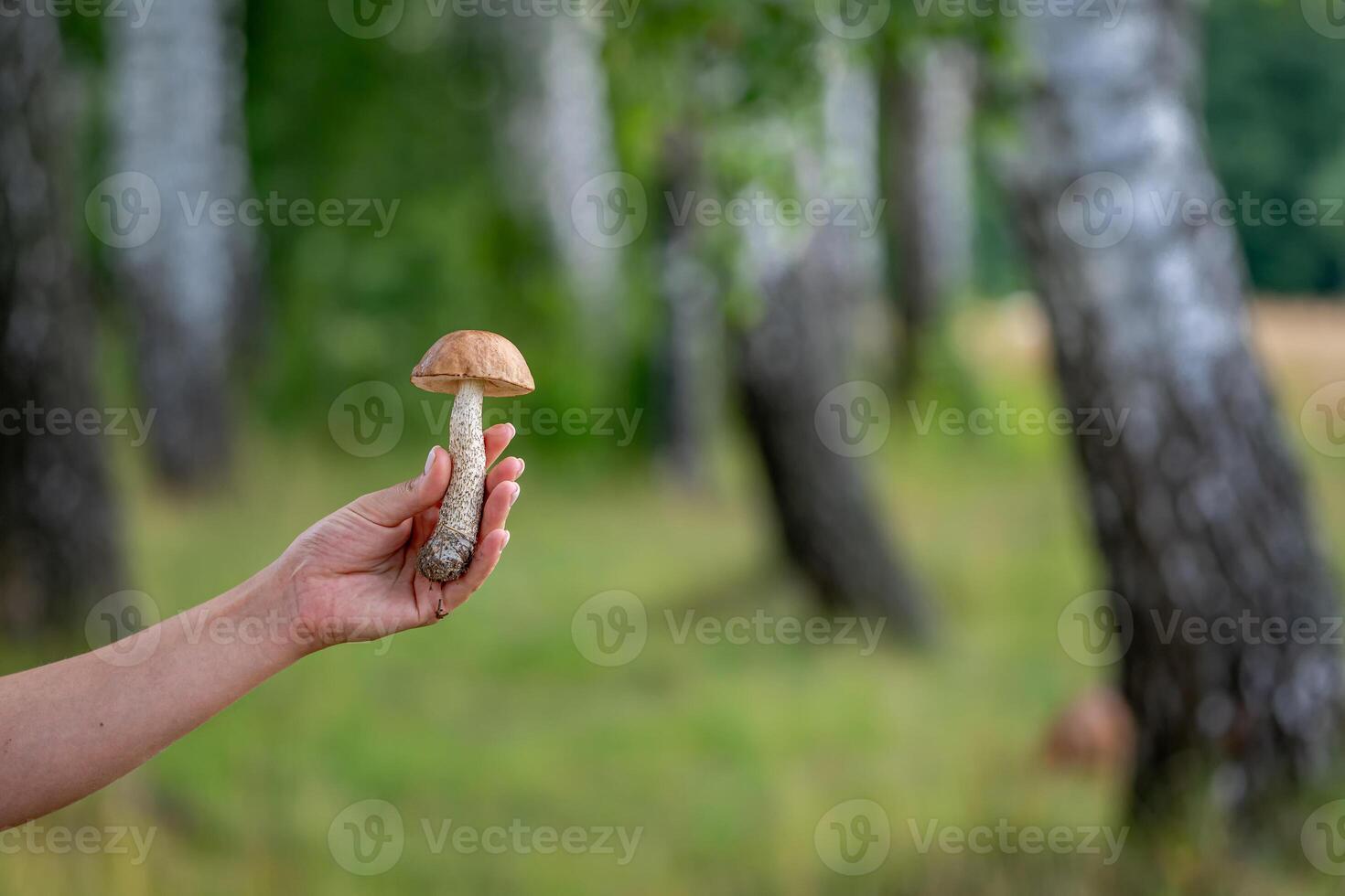 Woman holding mushroom. Whte mushroom in hands. Blurred wood background. Green forest background. photo