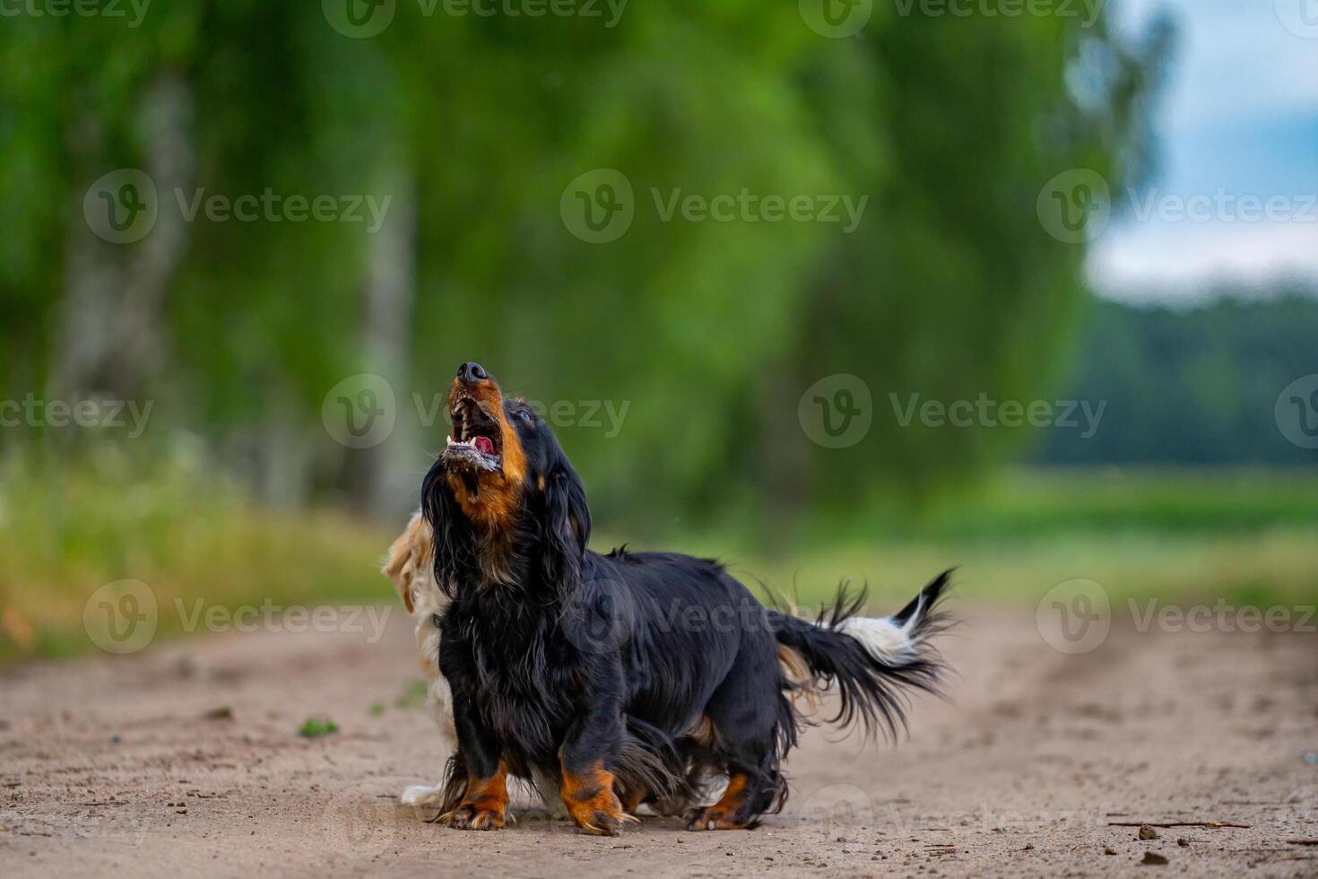 Dog playing outside. Looking above and running ahead. Nature background. Small breed. photo