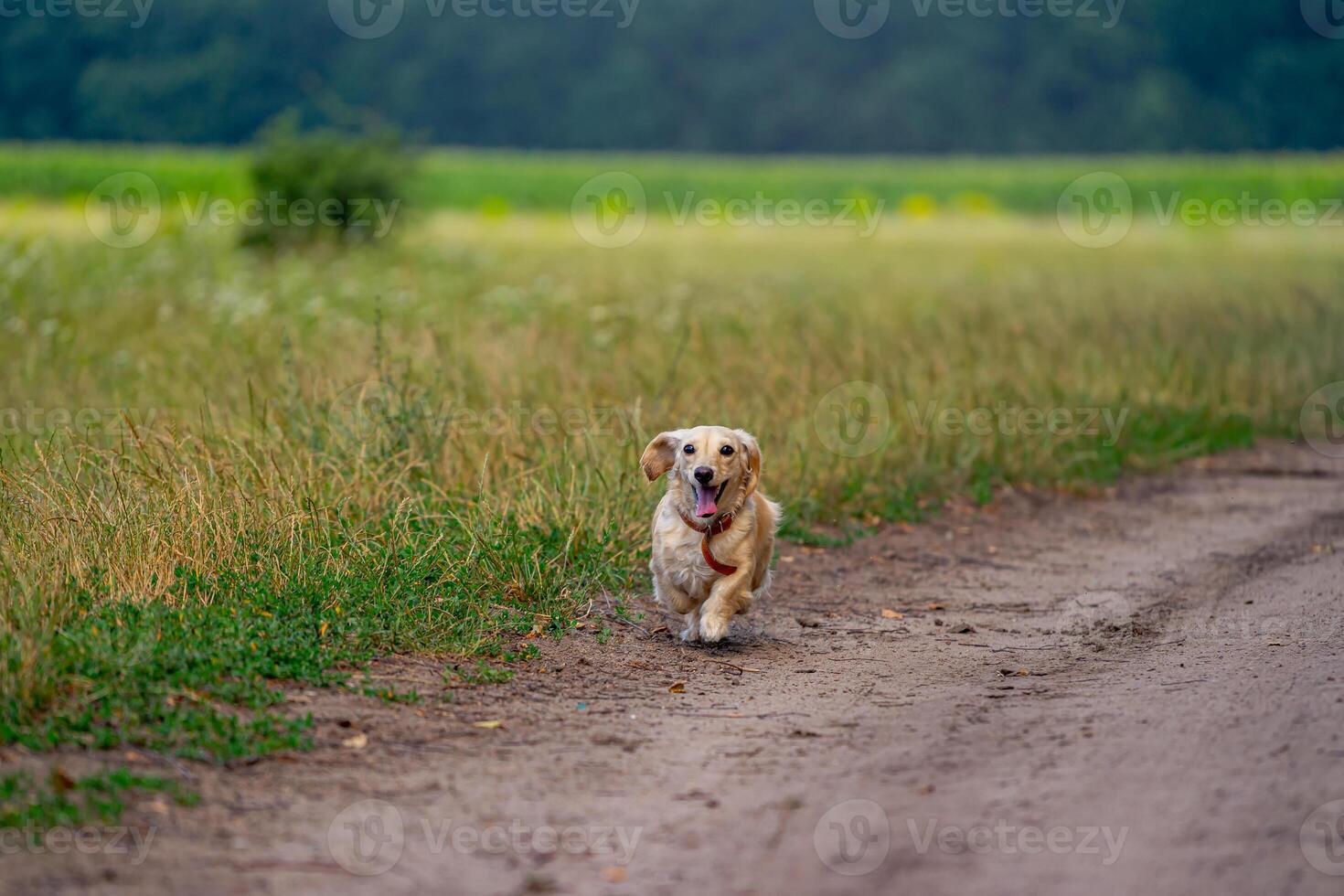 Cute fluffy dog running outdoor. Happy walk of a dog. Dog playing in field. Small breeds. photo