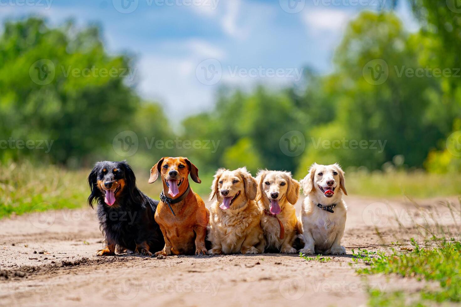 Different breeds of dogs are sitting in line on nature background. Cute pets are walking. photo