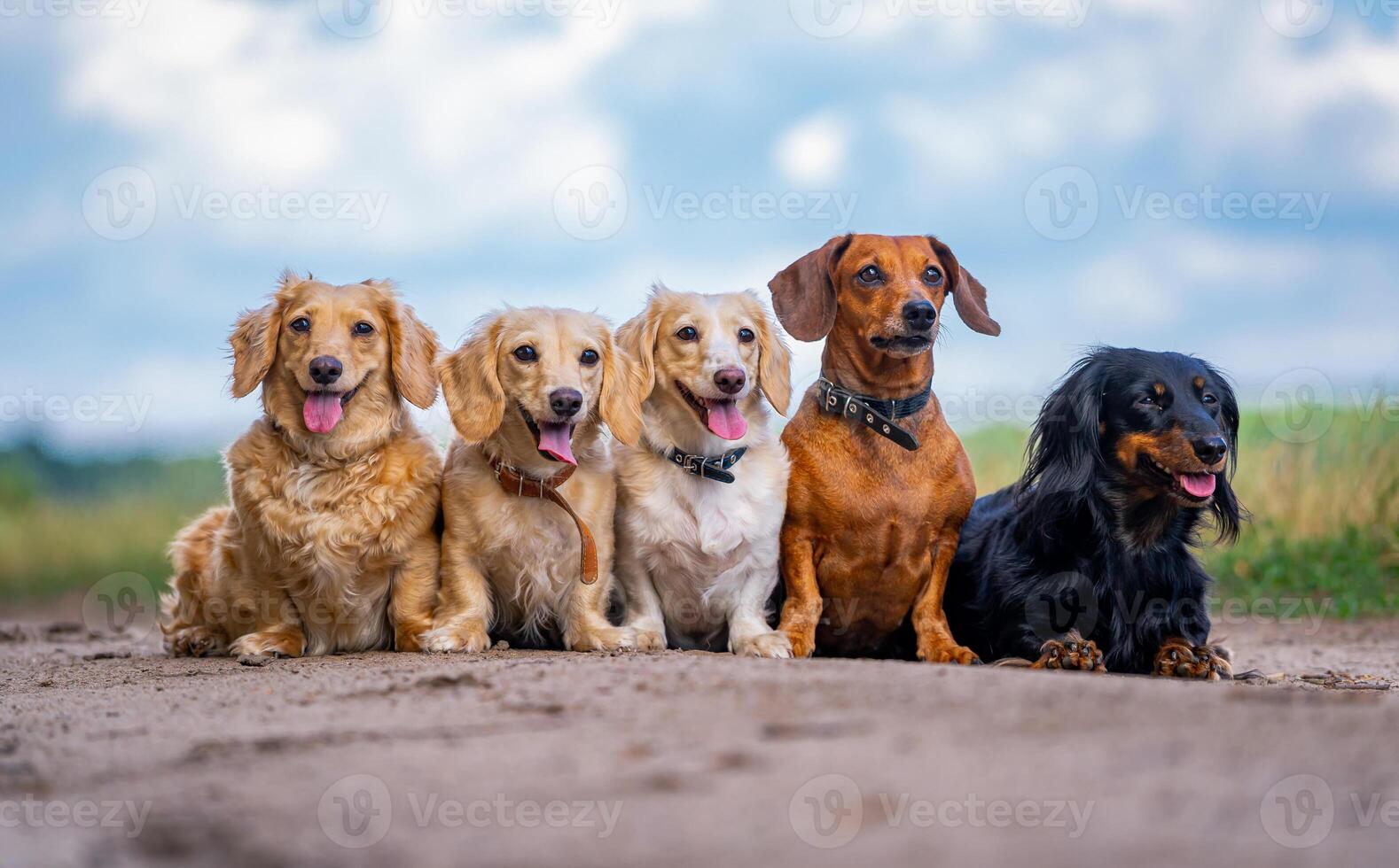 Puppies posing outdoor. Cute dog breeds sitting in line. Nature background. Small breeds. photo