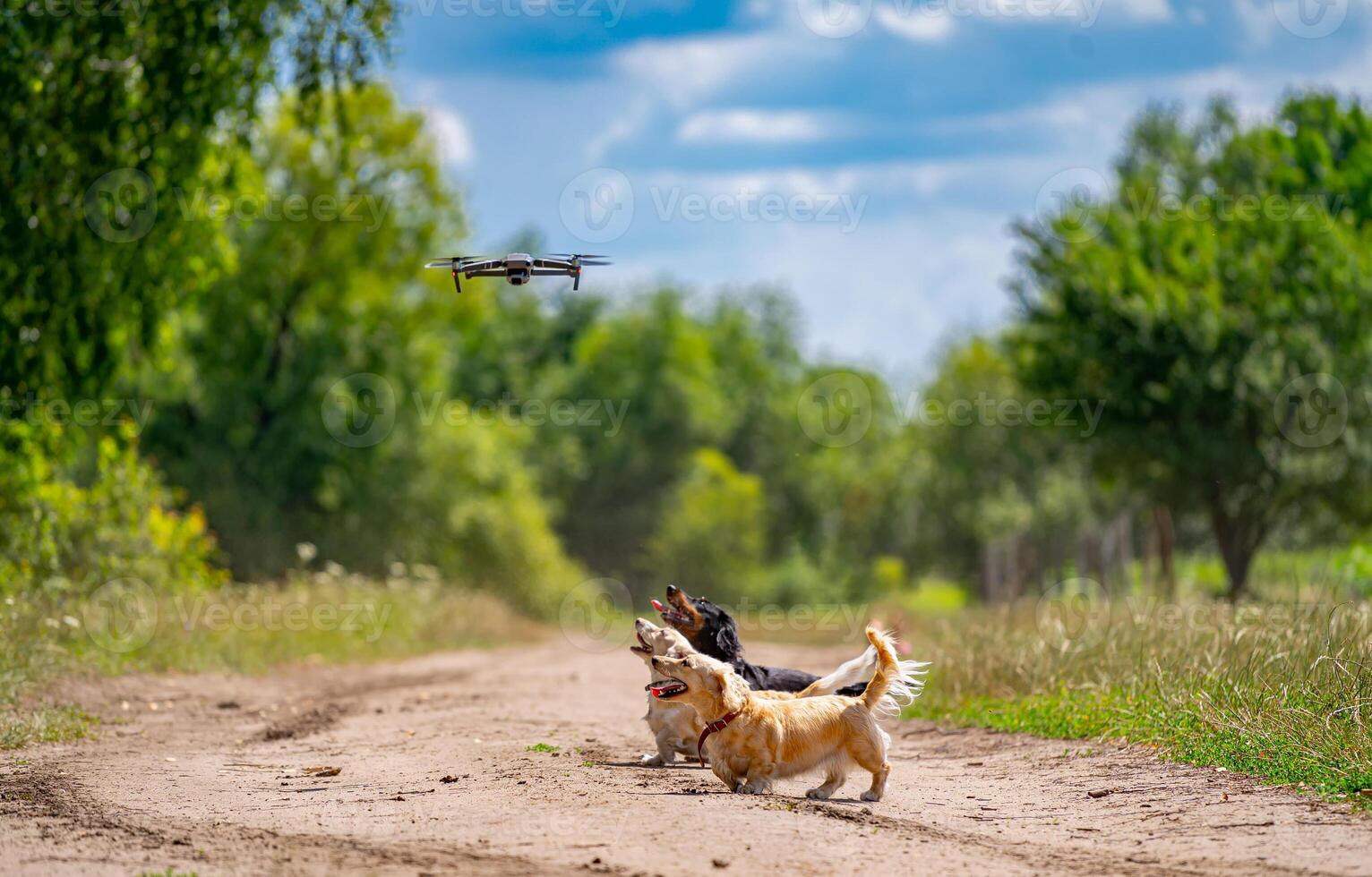 Three dogs jumping while trying to catch a dron. Nature background. Small breeds. photo