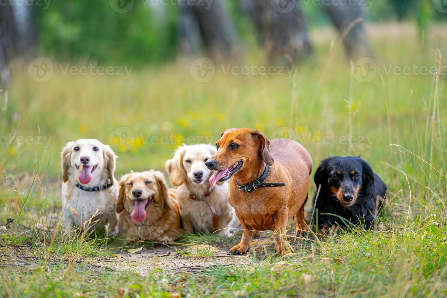 diferente razas de perros son sentado en línea en naturaleza antecedentes. linda mascotas son caminando. foto